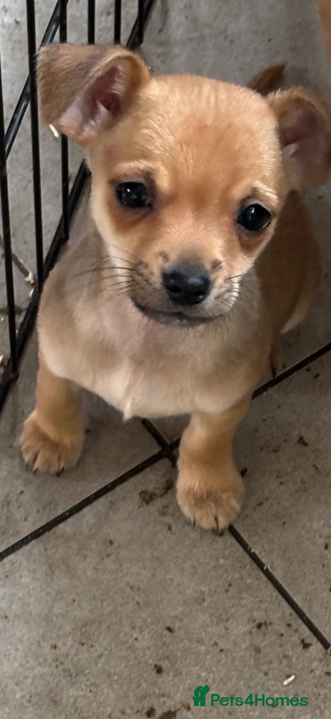 Chihuahua dogs for sale: Ready now! Gorgeous playful puppies!  - Advert 6