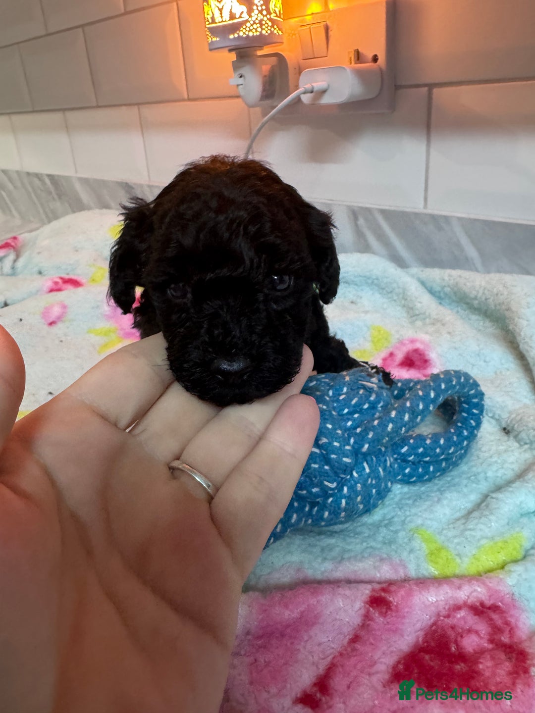Yorkiepoo dogs for sale: 1 beautiful yorkiepoo ready to leave 🥰🥰 - Image 36