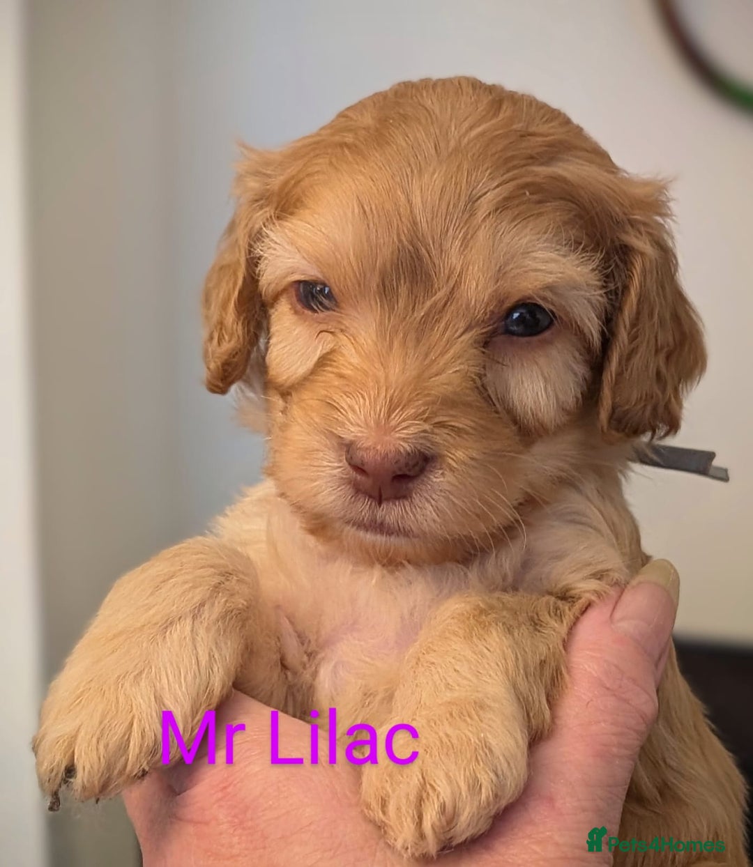 Mixed Breed dogs for sale: Beautiful Miniature Cockerdoodle pups - Image 7
