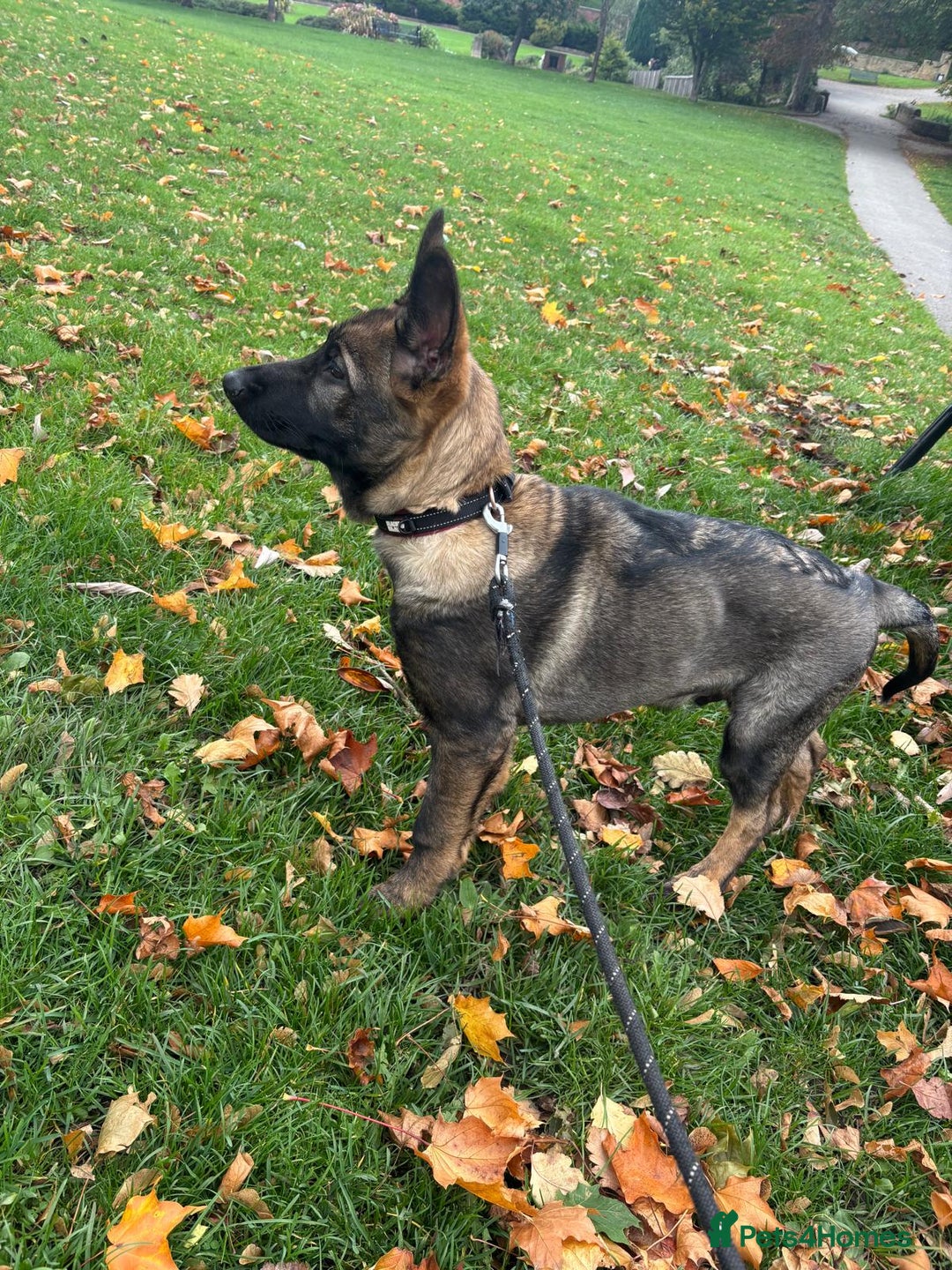 German Shepherd dogs for sale: Dark Sable German Shepherd Puppy (Male) - Advert 5