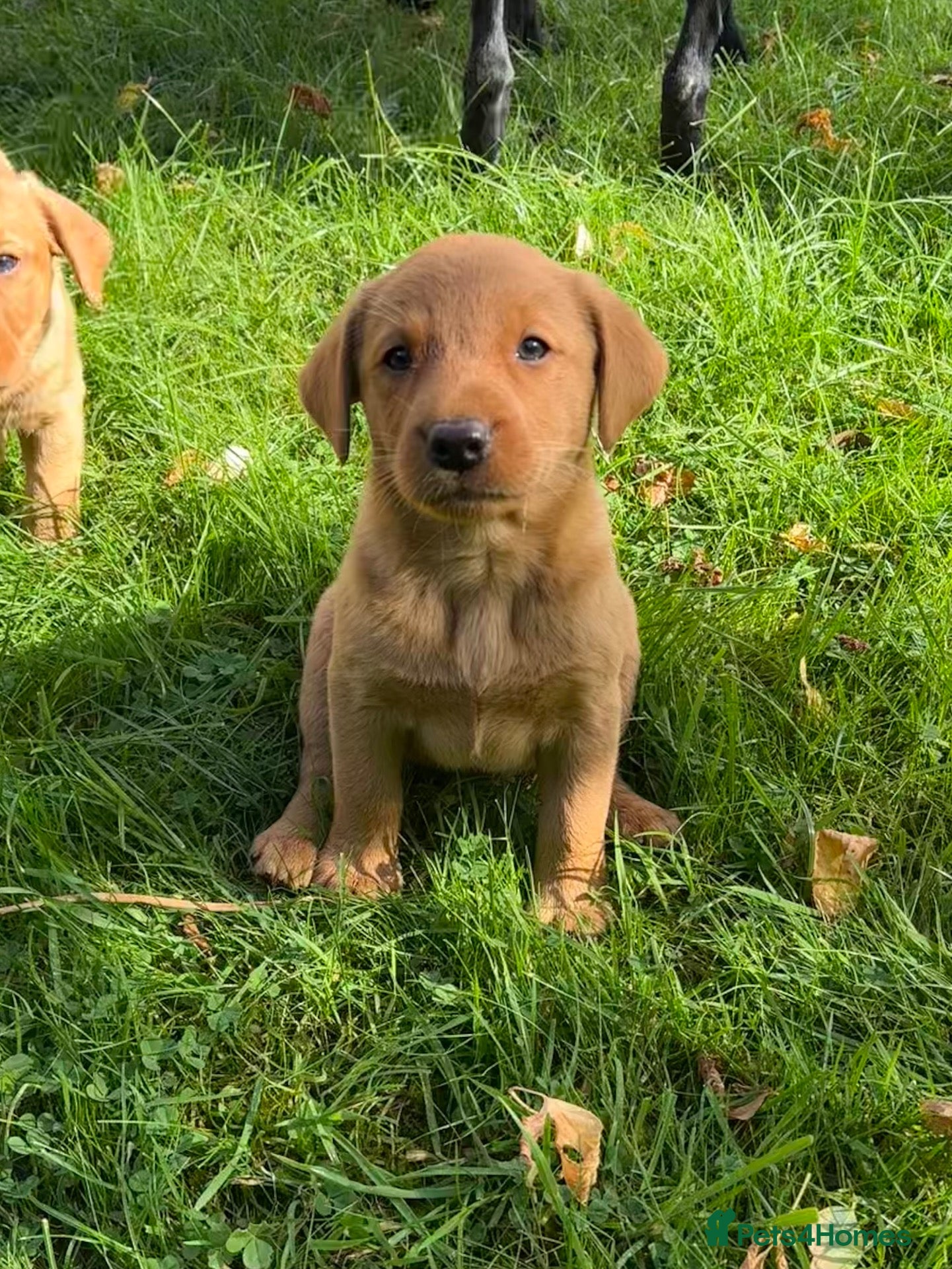 Labrador Retriever dogs Gorgeous Black, Fox Red & Golden Labrador Pups - Advert 2