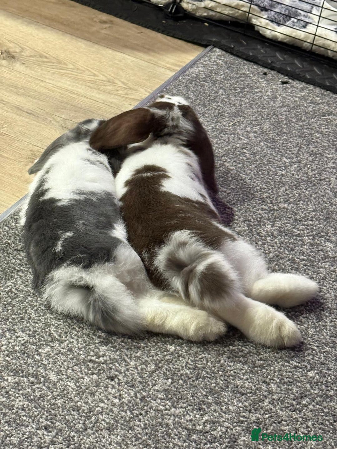 Mini Lop rabbits for sale: Mini lop brothers for sale  - Advert 1