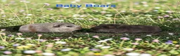 Guinea Pig rodents for sale: Bonded Pairs Of Baby Boars Lots Available Tweeds - Advert 4