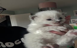 Ragdoll cats for sale: 🐾 Adorable Ragdoll x Maine Coon Kittens 🐾 - Image 1