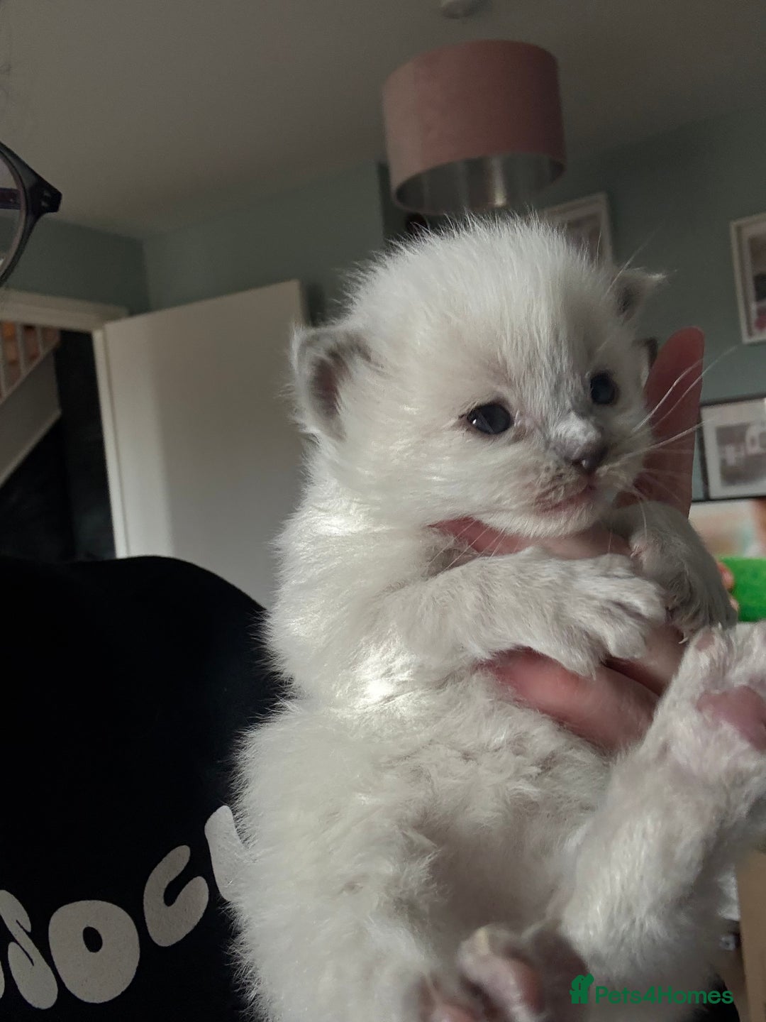 Ragdoll cats for sale: 🐾 Adorable Ragdoll x Maine Coon Kittens 🐾 - Image 1