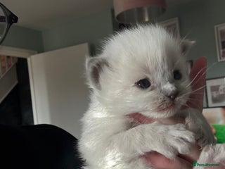 Ragdoll cats - Advert 1