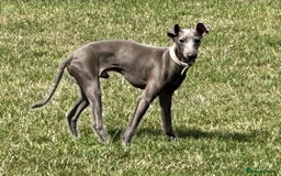 Italian Greyhound dogs for sale: Spanish Imported Boy - Image 2
