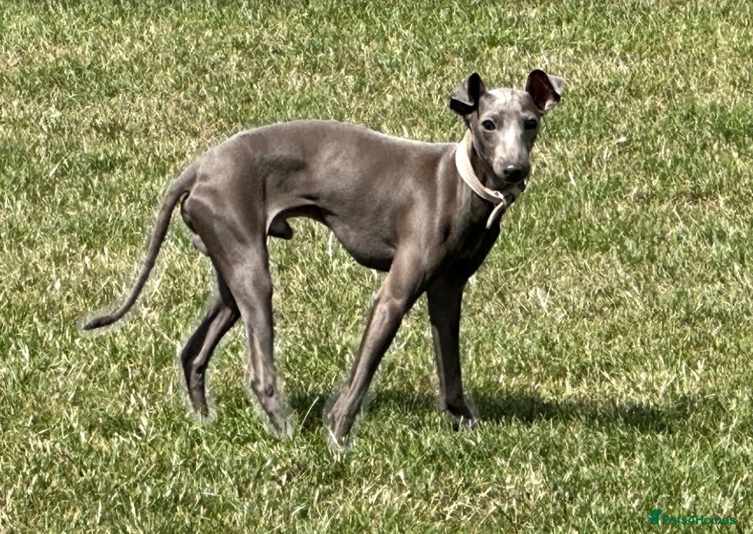 Italian Greyhound dogs for sale: Spanish Imported Boy - Image 2