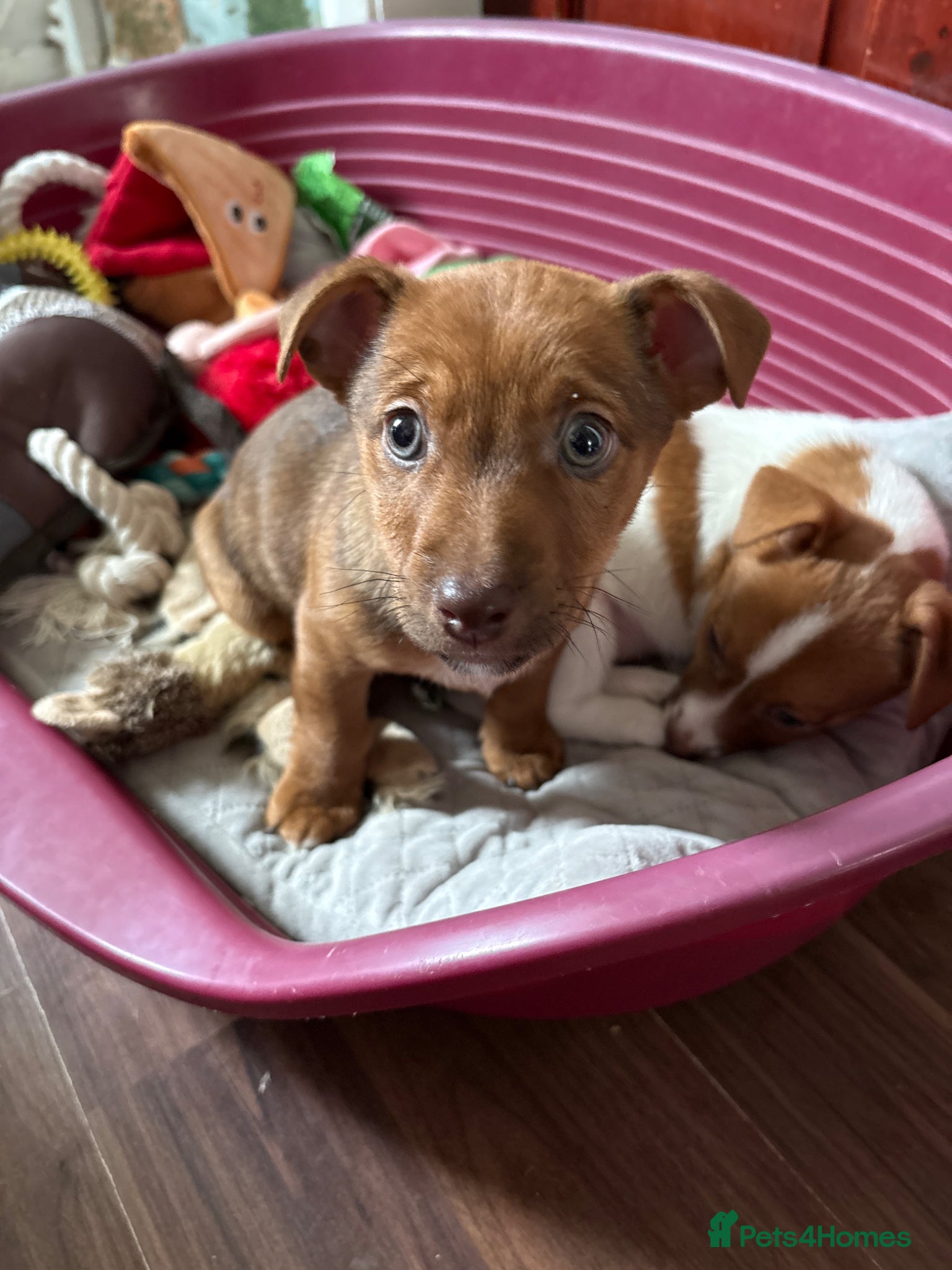Jackapoo dogs Jackapoo puppies one boy left ready to go  - Advert 2