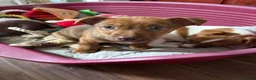 Jackapoo dogs for sale: Still available Jackapoo Boy - Advert 4