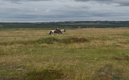Irish Cob horses for sale: 14hh 6 year old gelding cob - Image 9