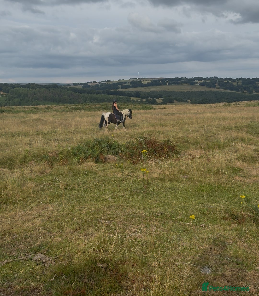Irish Cob horses for sale: 14hh 6 year old gelding cob - Image 9