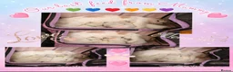 Ragdoll cats for sale: 6 beautiful pure ragdoll kittens in Bishop's Stortford - Advert 11