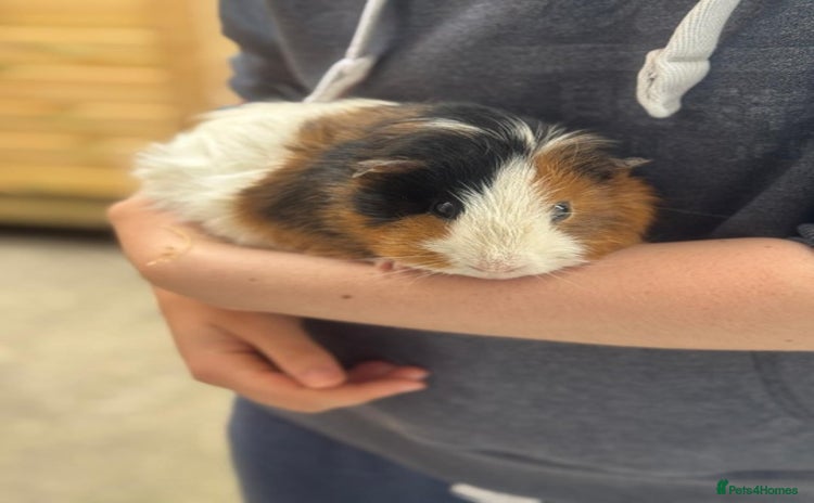 Guinea Pig rodents - Advert 3