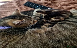 Domestic Shorthair cats for sale: Cats for adoption  - Image 8