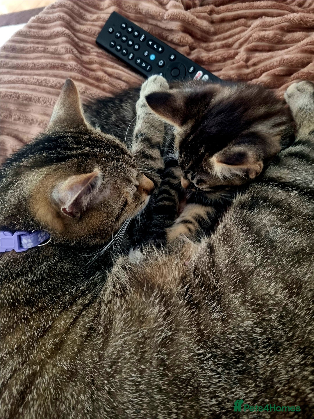 Domestic Shorthair cats for sale: Cats for adoption  - Image 8