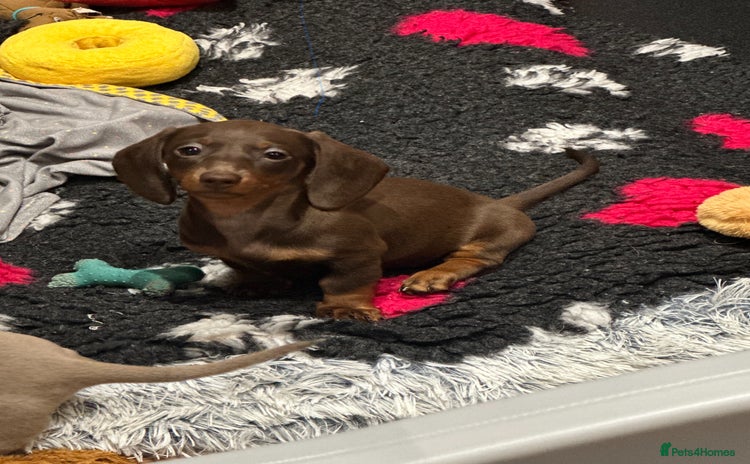 Miniature Dachshund dogs - Advert 8