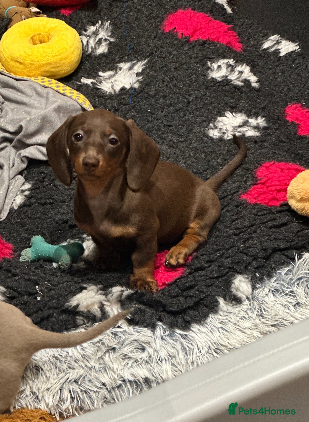 Miniature Dachshund dogs for sale: Miniature Dachshund Girl (Ready for her new home) - Image 1