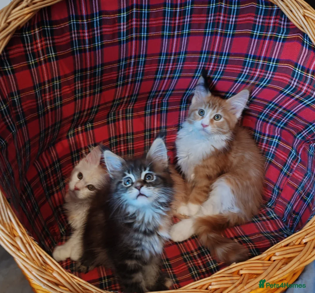 Maine Coon cats for sale: Russian bloodline Maine coon kittens in Leeds - Advert 1