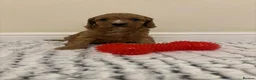 Cavapoo dogs for sale: Deep red cavapoos  - Advert 17