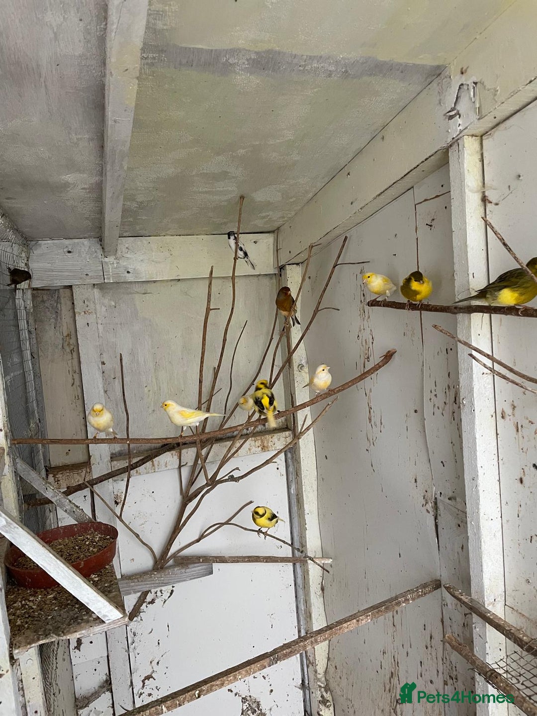 Canaries birds for sale: Canaries for sale - Advert 6