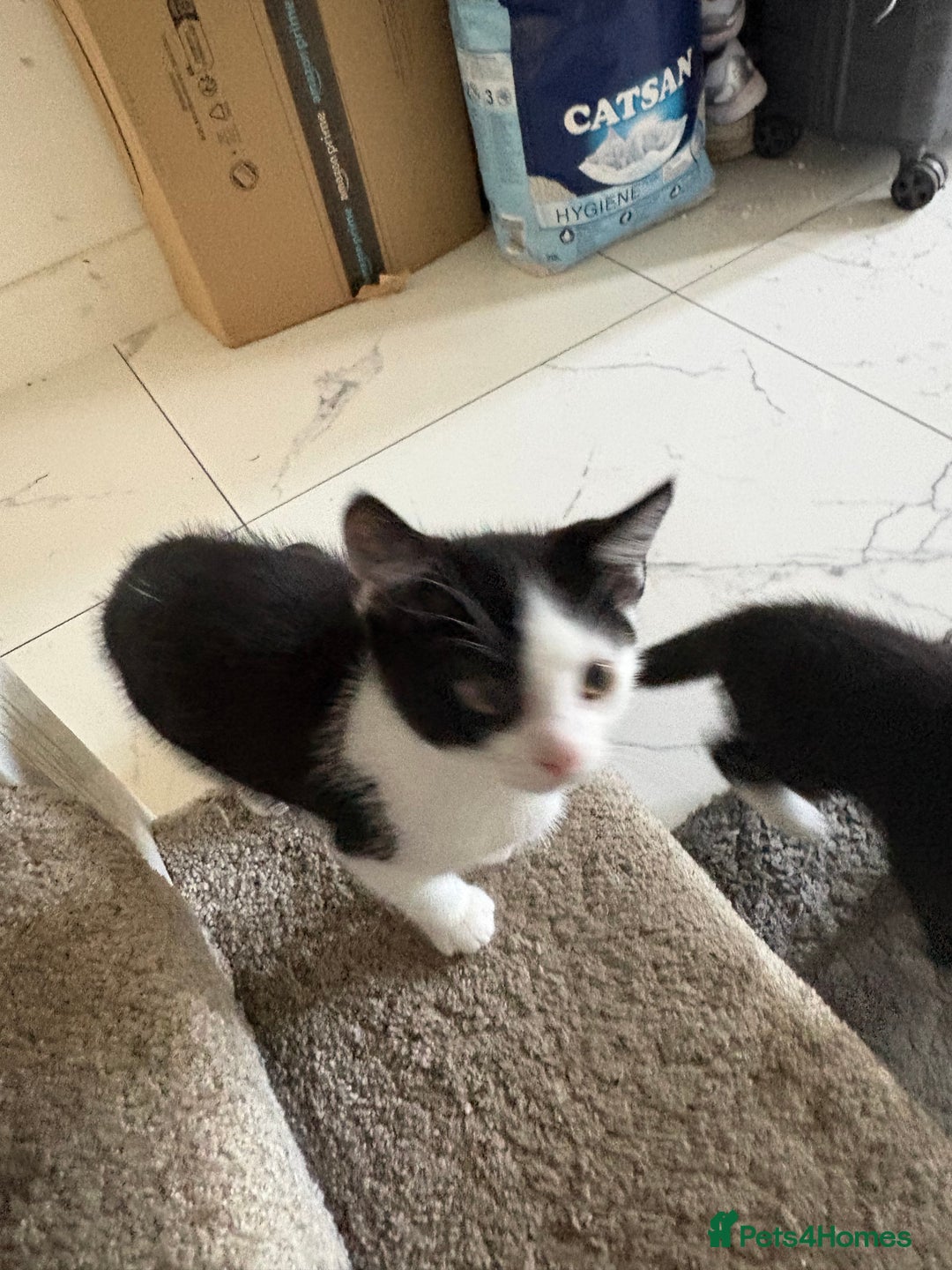Domestic Shorthair cats for sale: 3 beuatiful Kittens ready for sale - Image 4