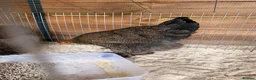 Chickens poultry for sale: Brahma gold patridge, black patridge, pekin bantam - Advert 6