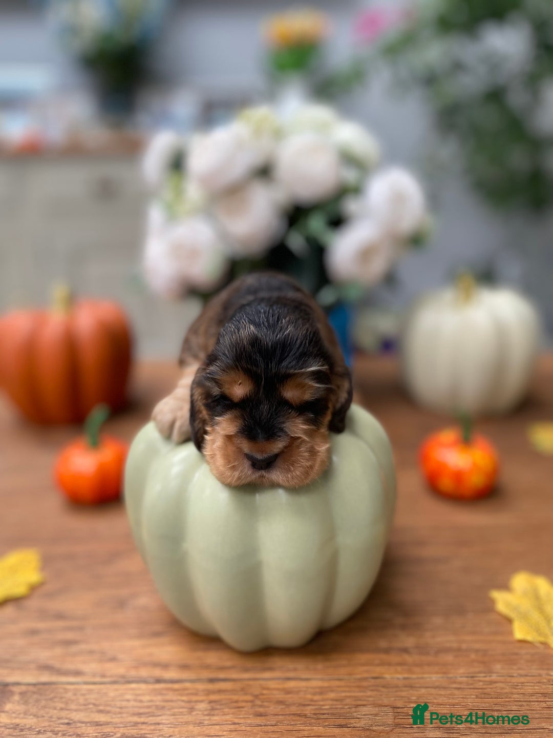 Cocker Spaniel dogs for sale: KC SHOW TYPE COCKER REGISTERED - Advert 17