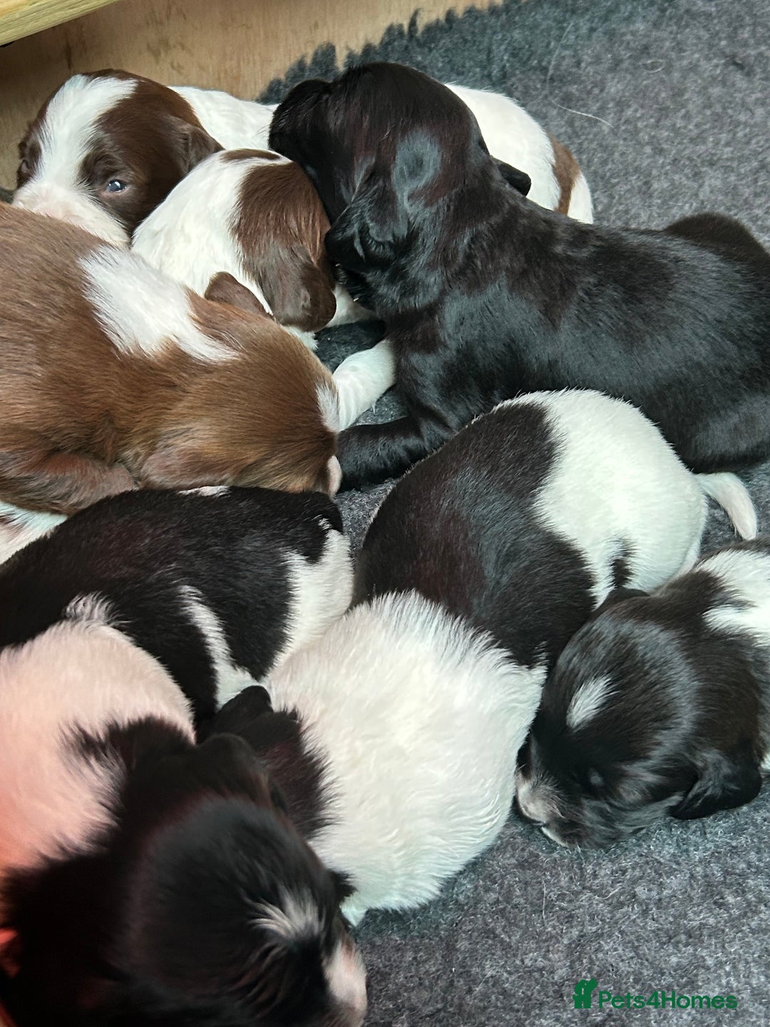 Sprollie dogs for sale: Sprollie  - Advert 4