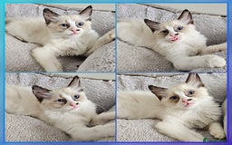 Ragdoll cats for sale:  RAGDOLLS KITTENS🐱😻 1 Boy bicolour available 😻 - Image 5