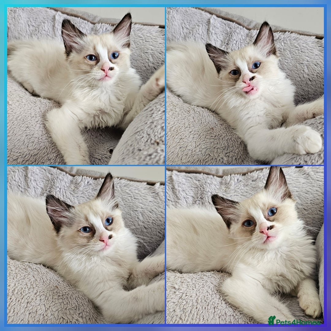 Ragdoll cats for sale:  RAGDOLLS KITTENS🐱😻 1 Boy bicolour available 😻 - Image 5
