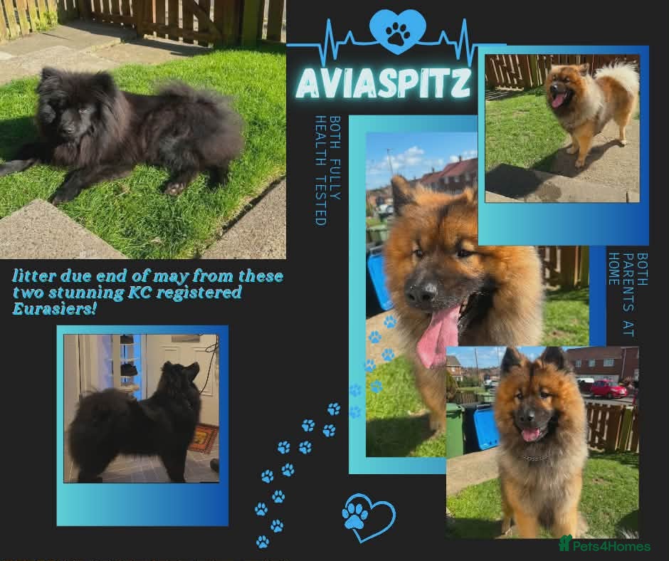 Eurasier dogs Euraiser pups - Advert 1
