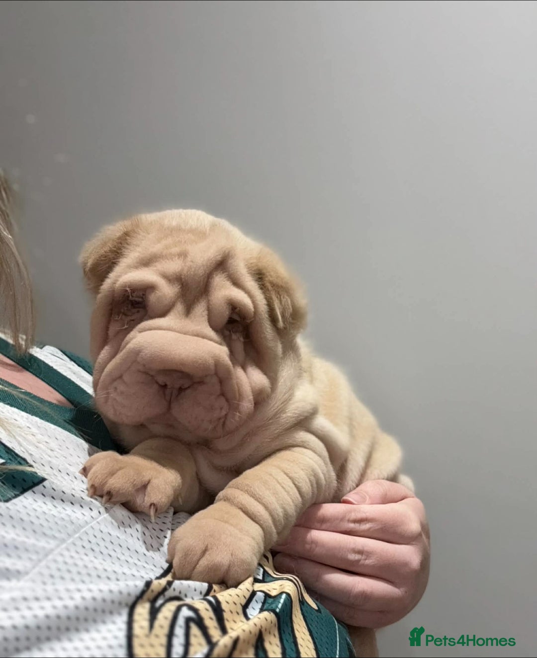 Shar Pei dogs for sale: MALE BABY SHAR PEI - Advert 5