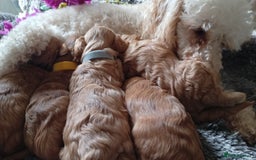 Cavapoo dogs for sale: Beautiful F1 cavapoo puppies  - Image 1