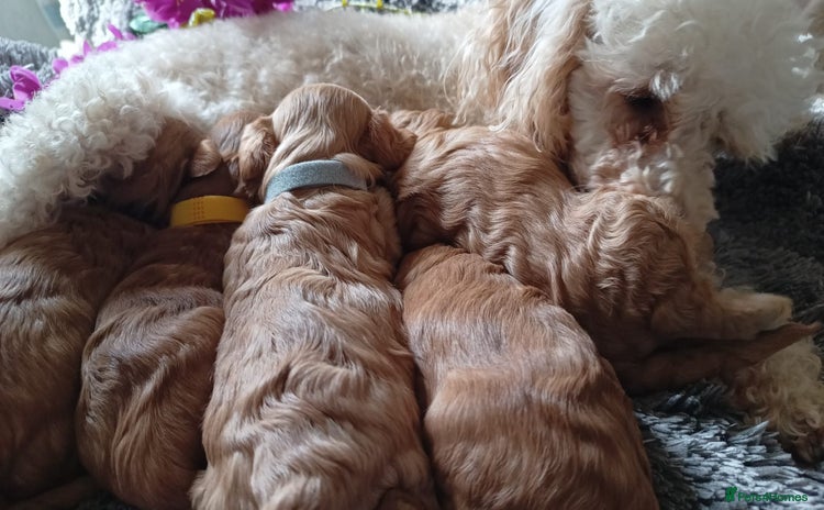 Cavapoo dogs - Advert 10