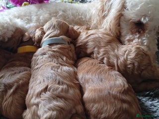 Cavapoo dogs - Advert 21