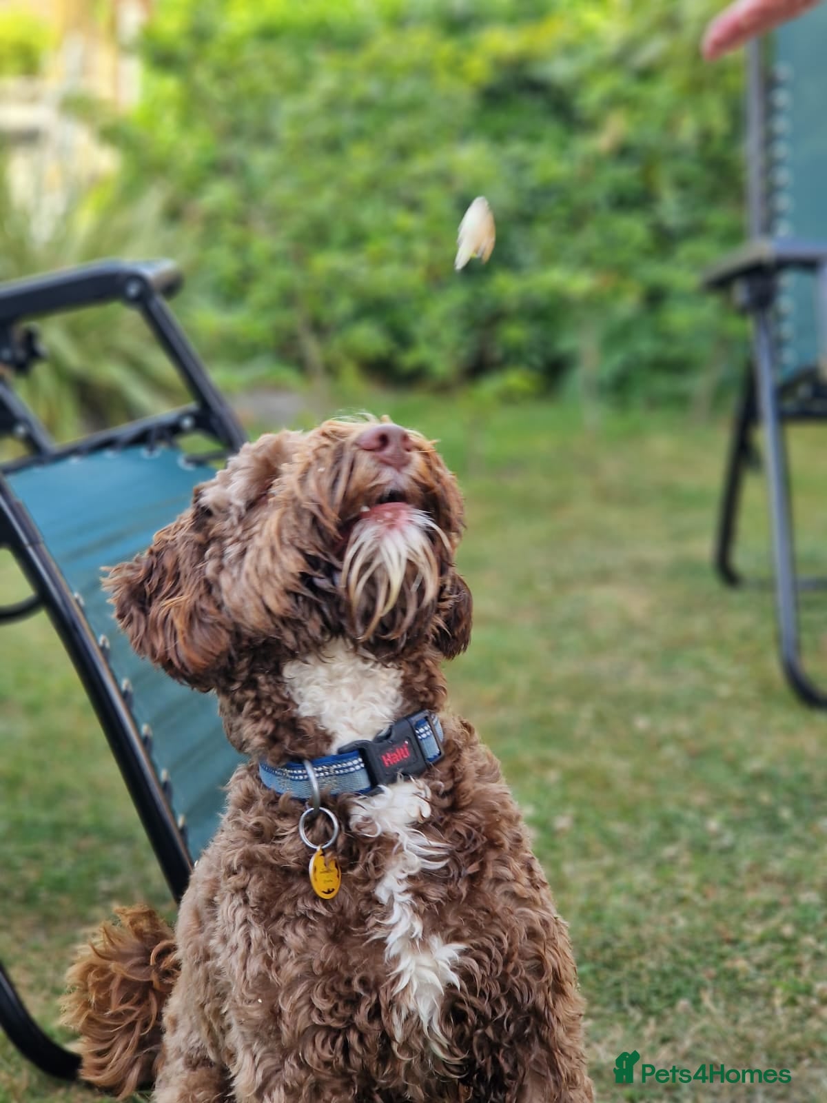 Labradoodle dogs ✨Quality Australian Labradoodle-Proven 🌟 - Advert 16