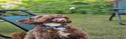 Labradoodle dogs for stud: ✨Proven Australian Labradoodle🌟 - Advert 2