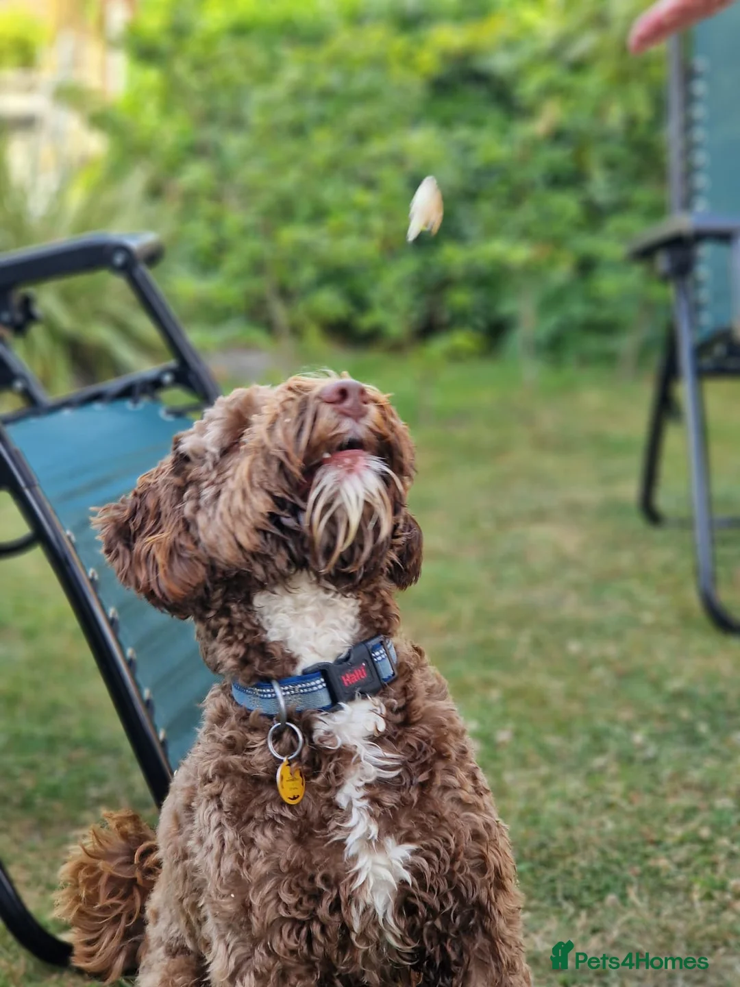 Labradoodle dogs for stud: ✨Proven Australian Labradoodle🌟 - Advert 2