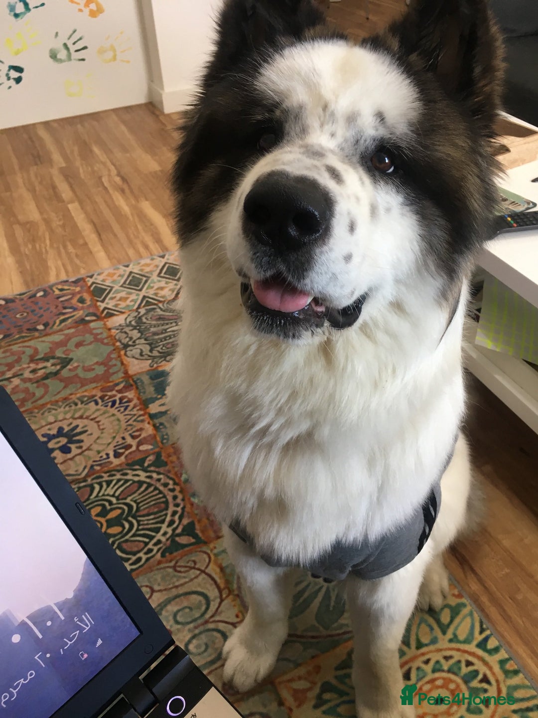 Akita dogs for sale: Quality Family Raised American Akita Puppies - Image 28