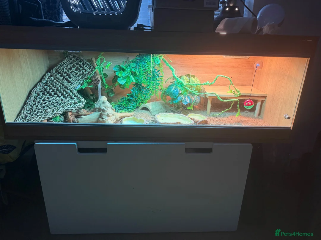 Bearded Dragon reptiles for sale: Bearded dragon with full set up  in Rochester - Advert 2