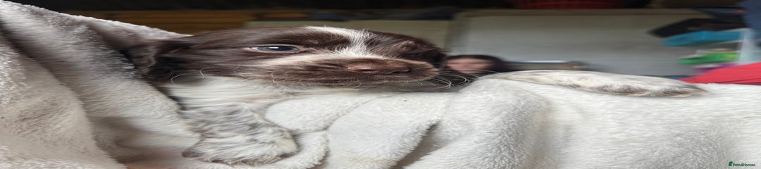 Sprocker Puppy 5