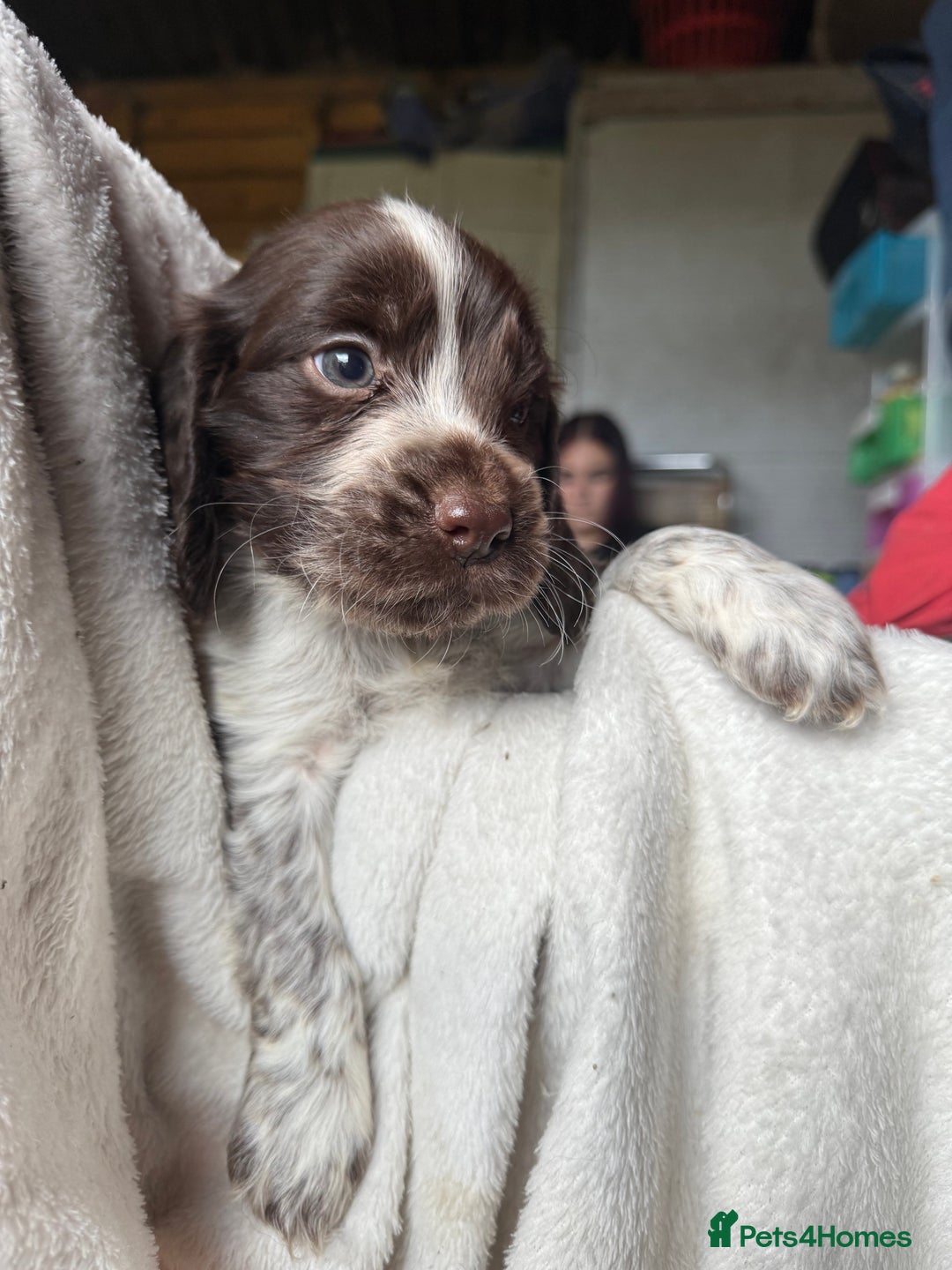 Sprocker dogs for sale: unbelievably marked sprockers 😍 - Image 32