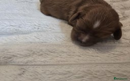 Cavalier King Charles Spaniel dogs for sale: Ruby boys kc cavalier King Charles puppies  - Image 28