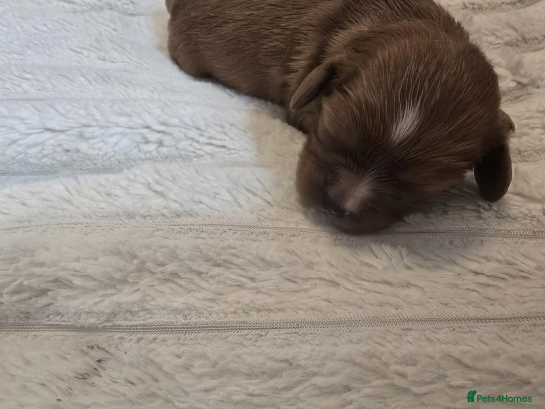 Cavalier King Charles Spaniel dogs for sale: Ruby boys kc cavalier King Charles puppies  - Image 28