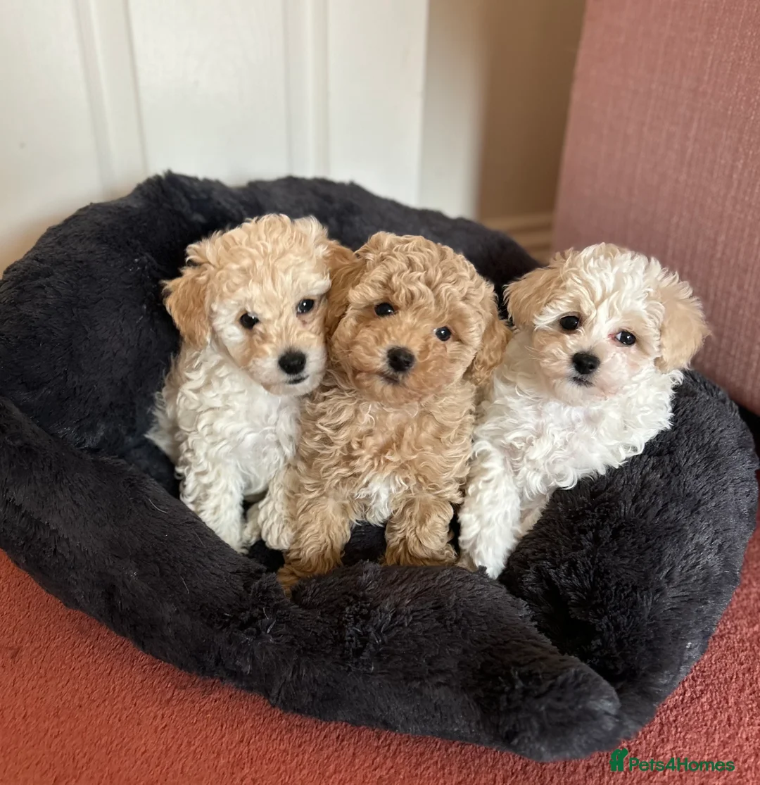 Maltipoo dogs for stud: Apricot Maltipoo for Stud in Broadstone - Advert 6