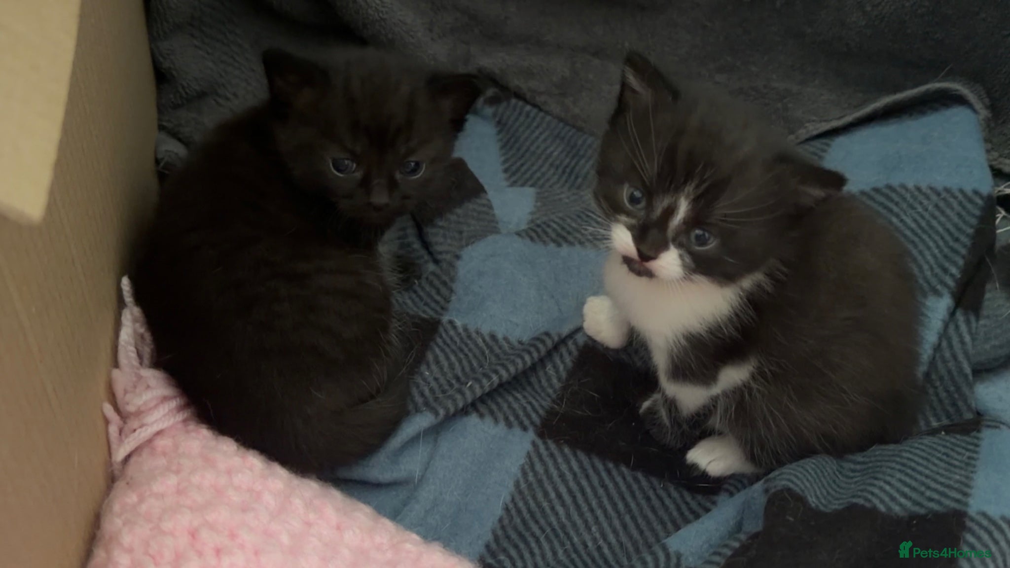 Domestic Shorthair cats Pair of female kittens  - Advert 9