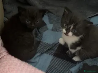 Domestic Shorthair cats Pair of female kittens - Advert 6