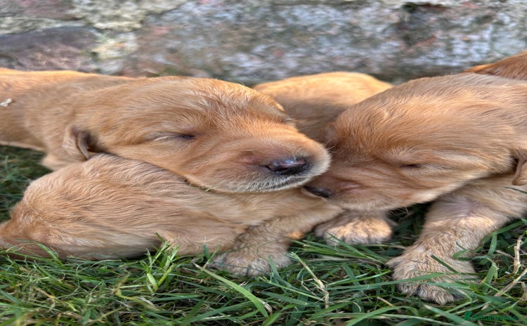 Labradoodle dogs - Advert 8