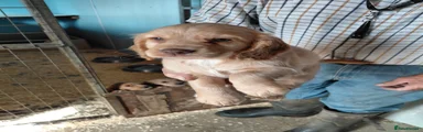 Cocker Spaniel 5